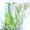 Geranium Perfume – Luxuriance – Rivieres De Cartier | Cartier Geranium Perfume – Luxuriance – Rivieres De Cartier | Cartier